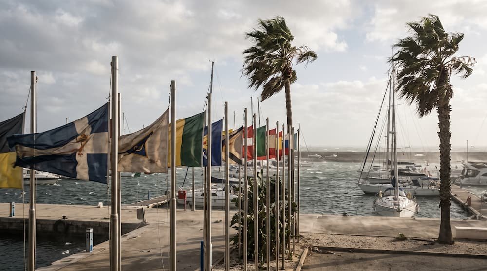 Banderas y palmeras ondeando con fuerza en un puerto deportivo, mostrando los efectos terrestres de la Escala de Beaufort.