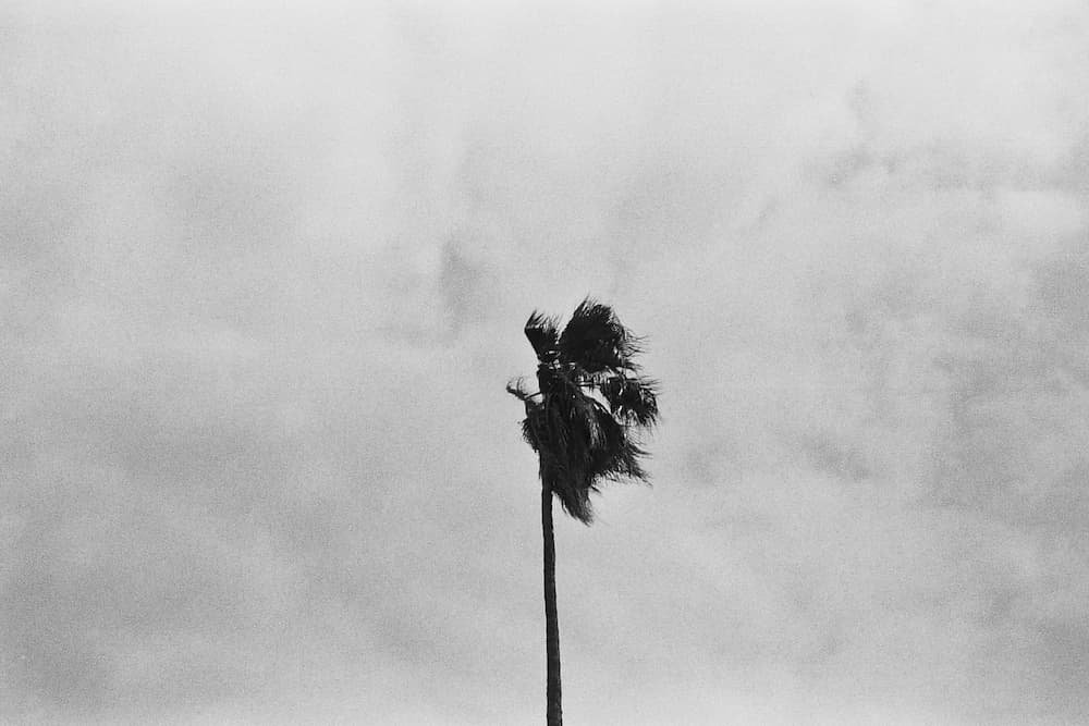 Palm tree strongly shaken by the Levante wind in Cádiz under a cloudy sky typical of the storm.
