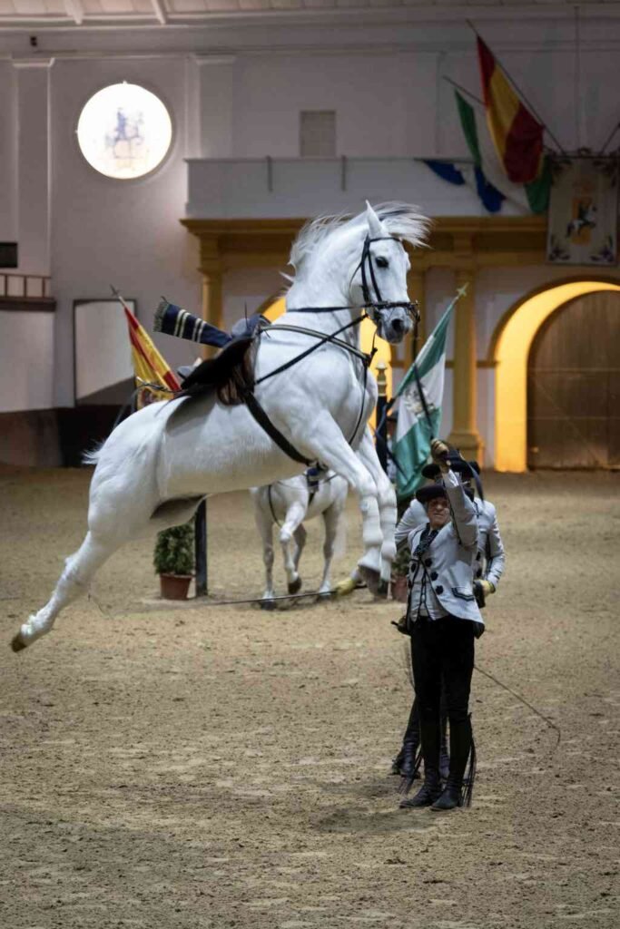 Classical dressage jump performance during the How the Andalusian Horses Dance show at the Royal School in Jerez. (114 caracteres)