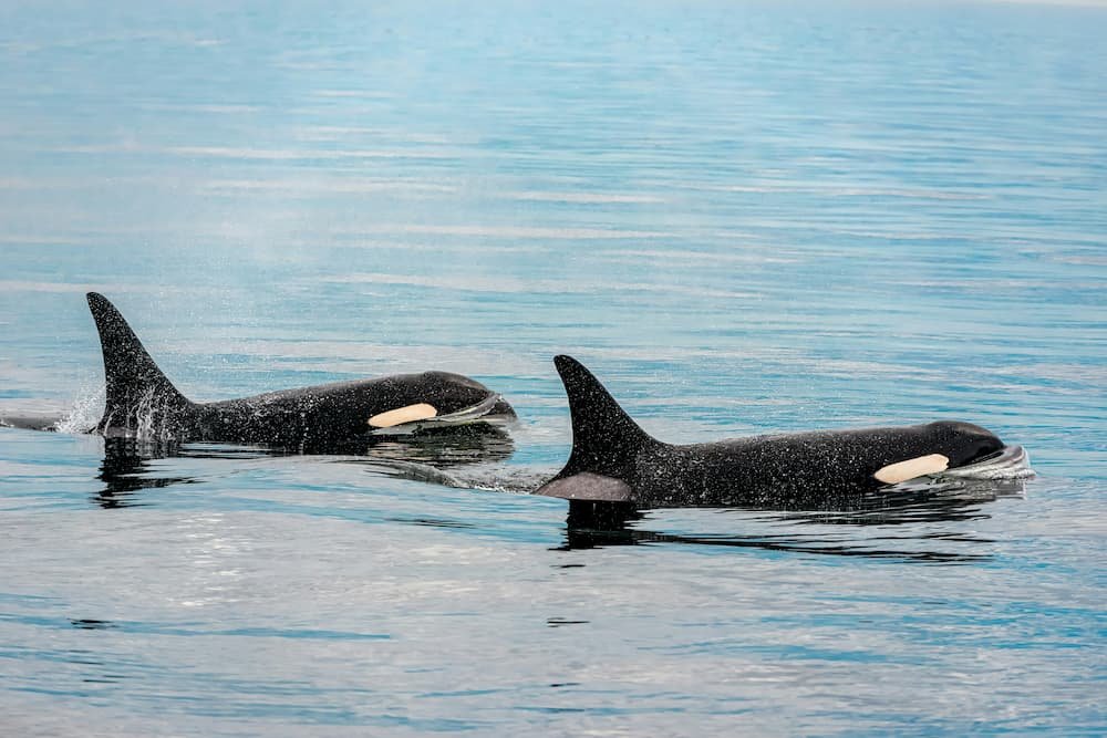 Qué hacer si te encuentras una orcas durante tu navegación